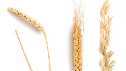 Cereales gluten