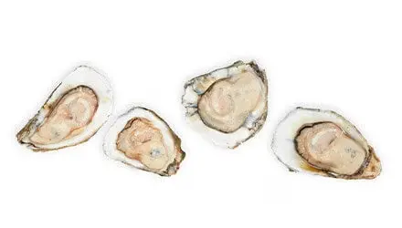 Moluscos