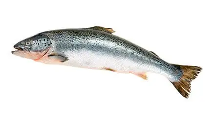 Pescado